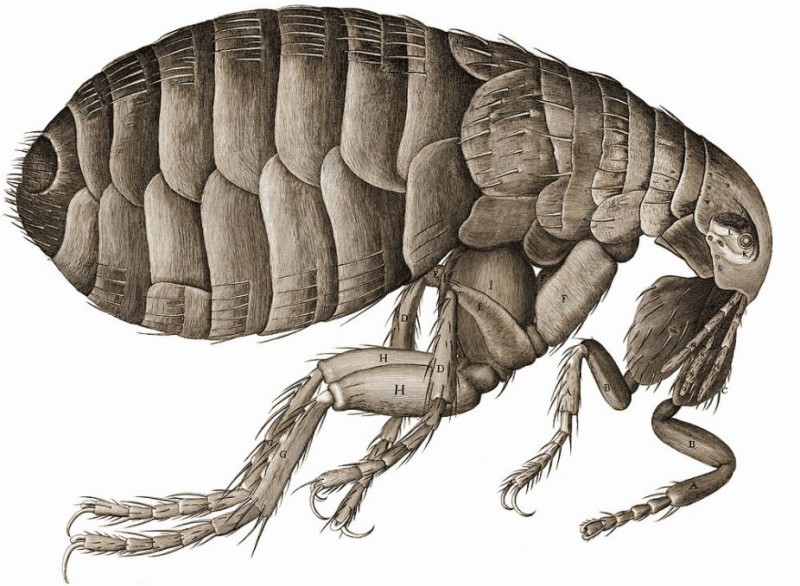 Fleas, a serious risk for dogs and other pets in Spain