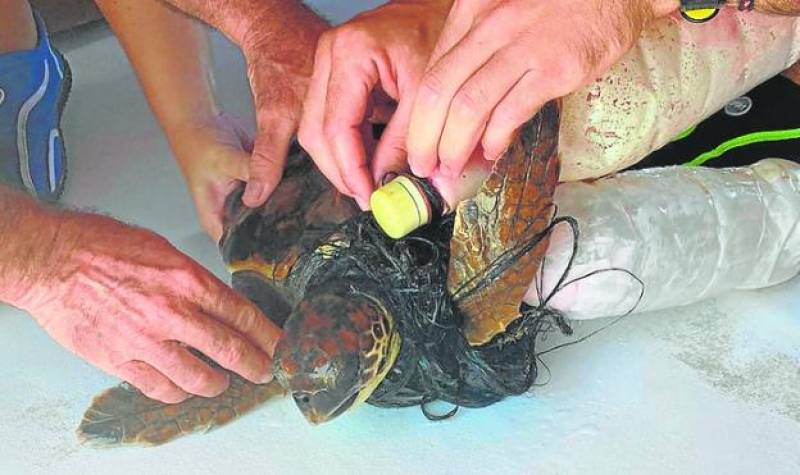 Loggerhead turtle rescued in Mazarron
