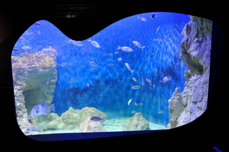 <span style='color:#780948'>ARCHIVED</span> - Aquarium repairs completed at the CIMAR Museum of the Sea in Aguilas