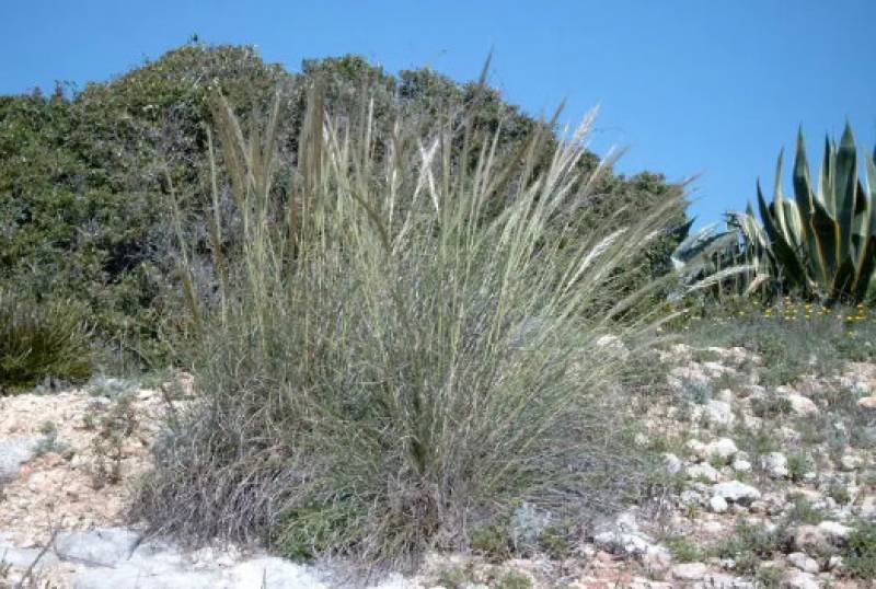 September 30 Free guided hike along the Cuatro Calas coastline in Aguilas 