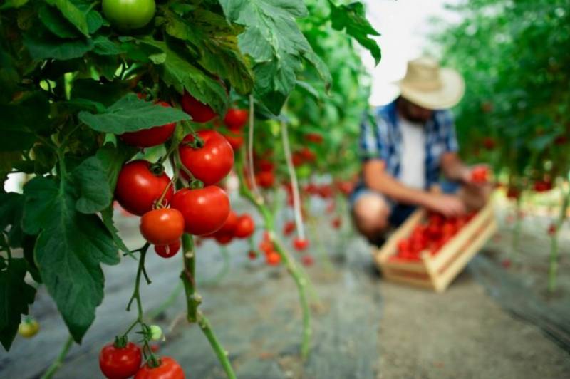 High temperatures and disease destroy 70 percent of tomato crops in the Region of Murcia