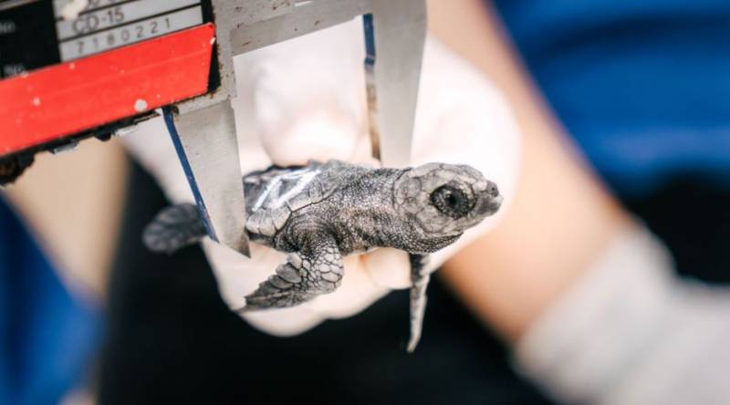 Baby loggerhead turtles from Costa Blanca beach finally hatch