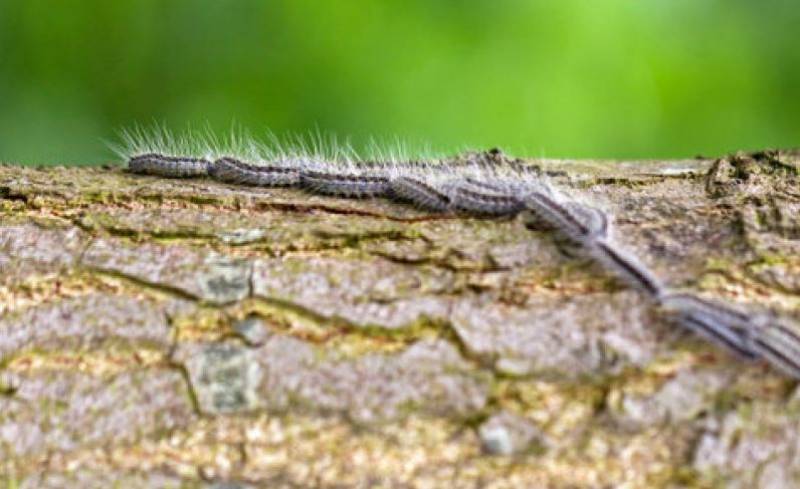 Helicopters deployed to stop the spread of lethal processionary caterpillars