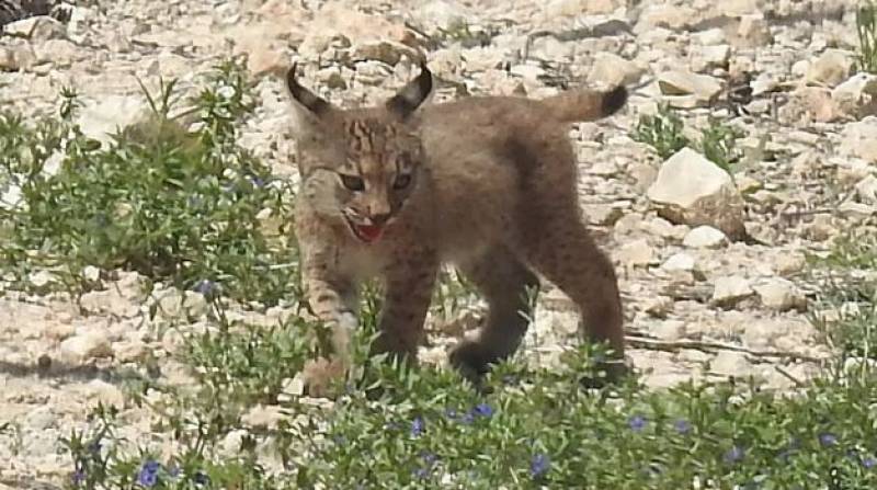 First ever Iberian lynx cubs born in Lorca