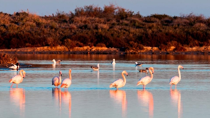 The mystery of pink and grey flamingoes in San Pedro del Pinatar explained
