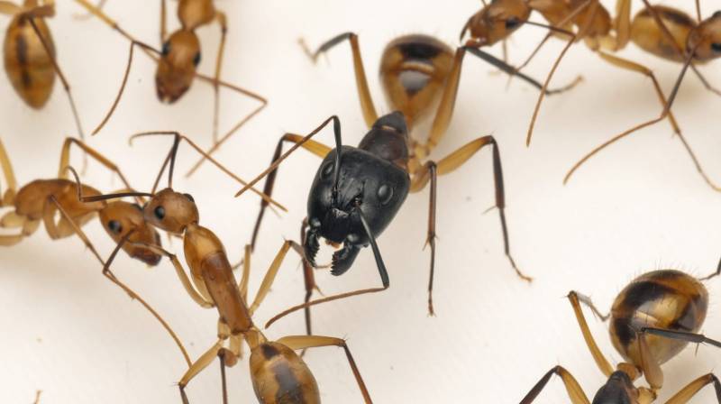 Spanish News Today Editors Roundup Weekly Bulletin March 20