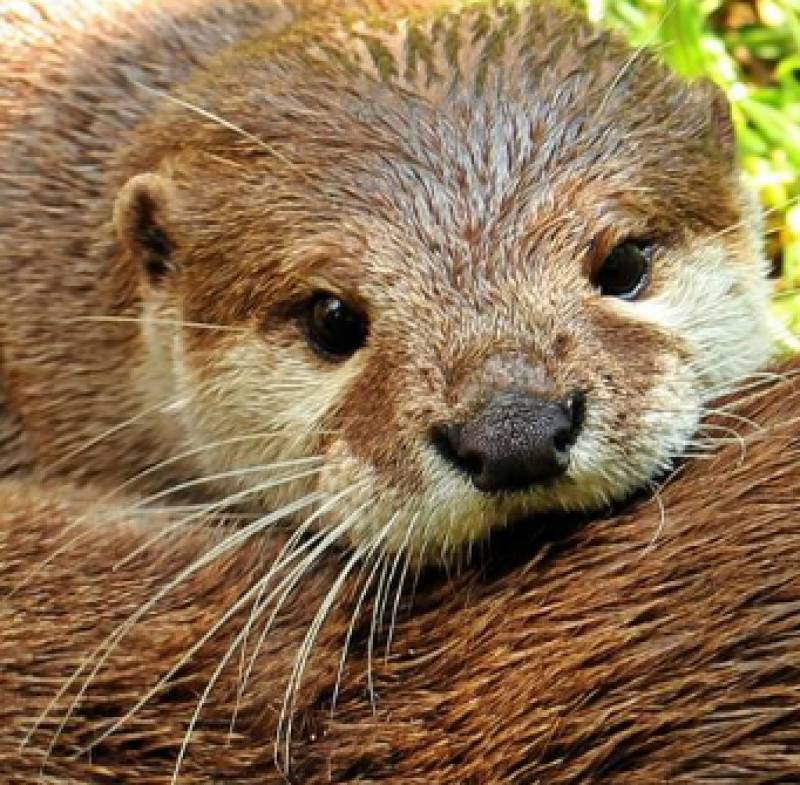 Otters add a lively splash to Terra Natura Murcia