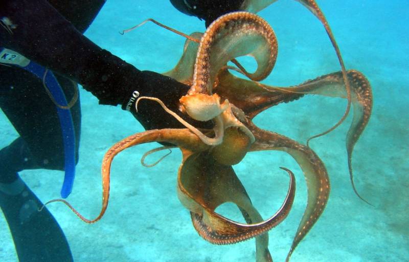 Spain wants to ban octopus farming due to their superior intelligence