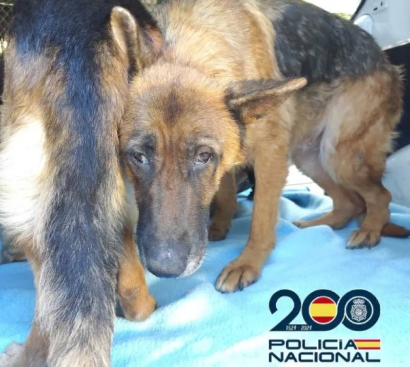 Raid on illegal breeding operation in Málaga province rescues nearly 300 animals