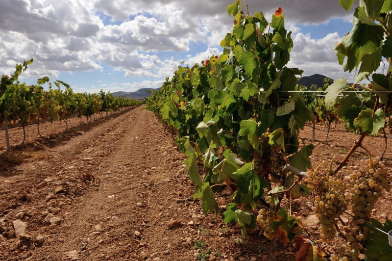 Yecla Wine Route; Bodegas La Purísima